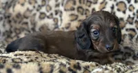 Sadie, a female Miniature Dachshund for sale in Dunnsville, VA – 2 of 7