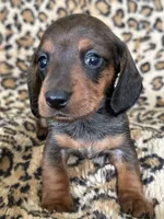 Elvis, a male Miniature Dachshund for sale in Dunnsville, VA – 4 of 5