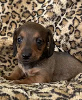 Harley, a male Miniature Dachshund for sale in Dunnsville, VA – 5 of 5