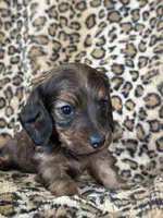 Sadie, a female Miniature Dachshund for sale in Dunnsville, VA – 6 of 7