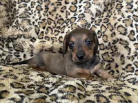 Harley, a male Miniature Dachshund for sale in Dunnsville, VA – 4 of 5