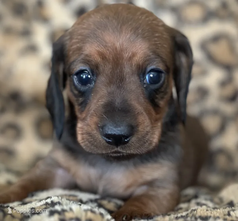 “Pumpkin” – Miniature Dachshund puppy for sale in Dunnsville, VA
