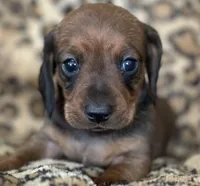 “Pumpkin”, a female Miniature Dachshund for sale in Dunnsville, VA – 1 of 7