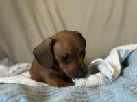 Tater, a male Miniature Dachshund for sale in Dunnsville, VA – 4 of 5