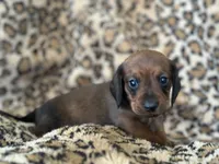 “Pumpkin”, a female Miniature Dachshund for sale in Dunnsville, VA – 4 of 7