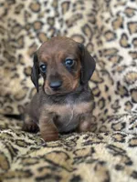 “Pumpkin”, a female Miniature Dachshund for sale in Dunnsville, VA – 3 of 7