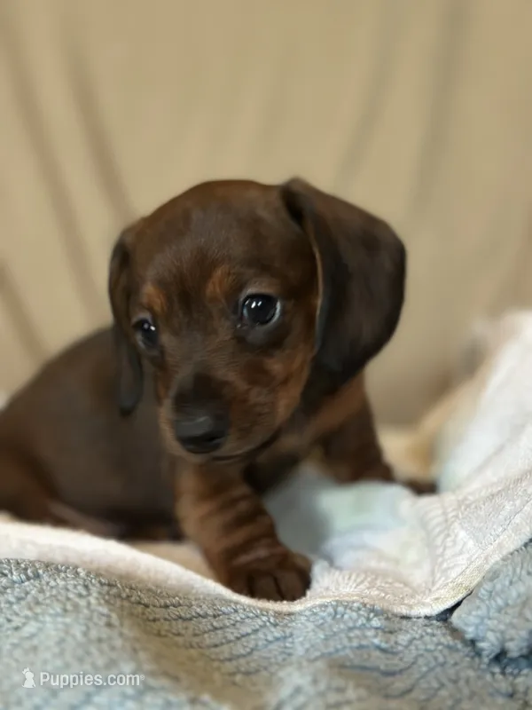 Bebe – Miniature Dachshund puppy for sale in Dunnsville, VA