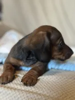 Bebe, a female Miniature Dachshund for sale in Dunnsville, VA – 3 of 4