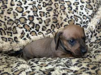 Bandit , a male Miniature Dachshund for sale in Dunnsville, VA – 3 of 5