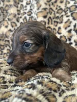 Sadie, a female Miniature Dachshund for sale in Dunnsville, VA – 3 of 7