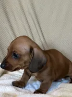 Tater, a male Miniature Dachshund for sale in Dunnsville, VA – 5 of 5