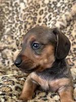 Harley, a male Miniature Dachshund for sale in Dunnsville, VA – 2 of 5