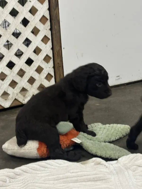 Willie, a male Boykin Spaniel for sale in Dunnsville, VA – Photo 1 of 1