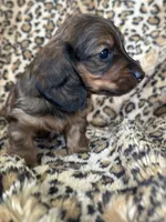 Sadie, a female Miniature Dachshund for sale in Dunnsville, VA – 7 of 7