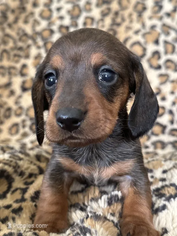 Elvis – Miniature Dachshund puppy for sale in Dunnsville, VA