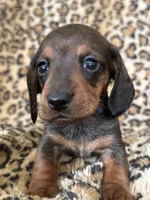 Elvis, a male Miniature Dachshund for sale in Dunnsville, VA – 1 of 5