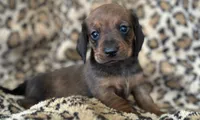 “Pumpkin”, a female Miniature Dachshund for sale in Dunnsville, VA – 2 of 7