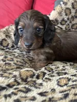 Sadie, a female Miniature Dachshund for sale in Dunnsville, VA – 5 of 7