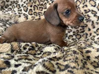 Tanner, a male Miniature Dachshund for sale in Dunnsville, VA – 4 of 5