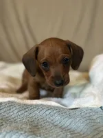 Tater, a male Miniature Dachshund for sale in Dunnsville, VA – 2 of 5