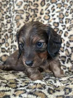 Sadie, a female Miniature Dachshund for sale in Dunnsville, VA – 4 of 7