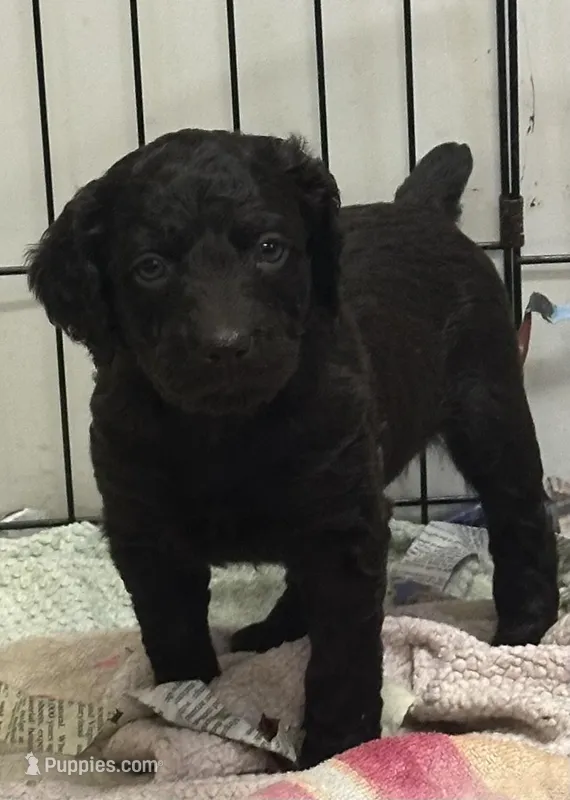 Drake , a male Boykin Spaniel for sale in Dunnsville, VA – Photo 1 of 1