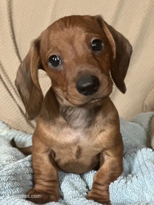 Max – Miniature Dachshund puppy for sale in Dunnsville, VA