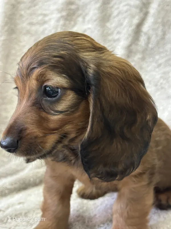 Sadie – Miniature Dachshund puppy for sale in Dunnsville, VA