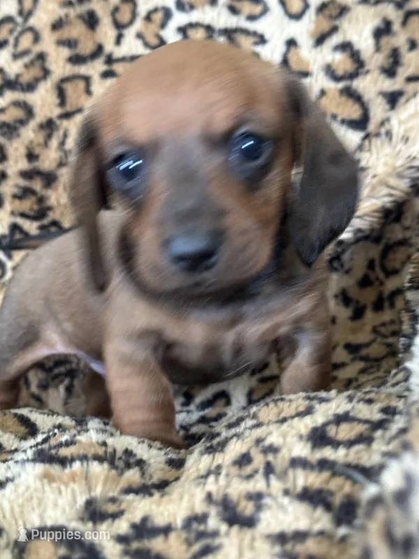 Bandit  – Miniature Dachshund puppy for sale in Dunnsville, VA