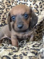 Bandit , a male Miniature Dachshund for sale in Dunnsville, VA – 1 of 5