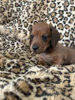 Tanner, a male Miniature Dachshund for sale in Dunnsville, VA – 2 of 5