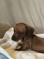 Tater, a male Miniature Dachshund for sale in Dunnsville, VA – 1 of 5