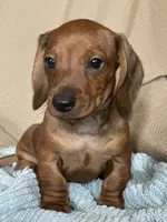 Max, a male Miniature Dachshund for sale in Dunnsville, VA – 3 of 5