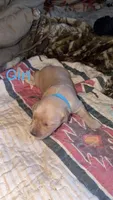 Golden retriever Puppies M/F, a female Golden Retriever for sale in Summerville, SC – Photo 8 of 10
