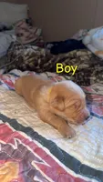 Golden retriever Puppies M/F, a female Golden Retriever for sale in Summerville, SC – Photo 4 of 10