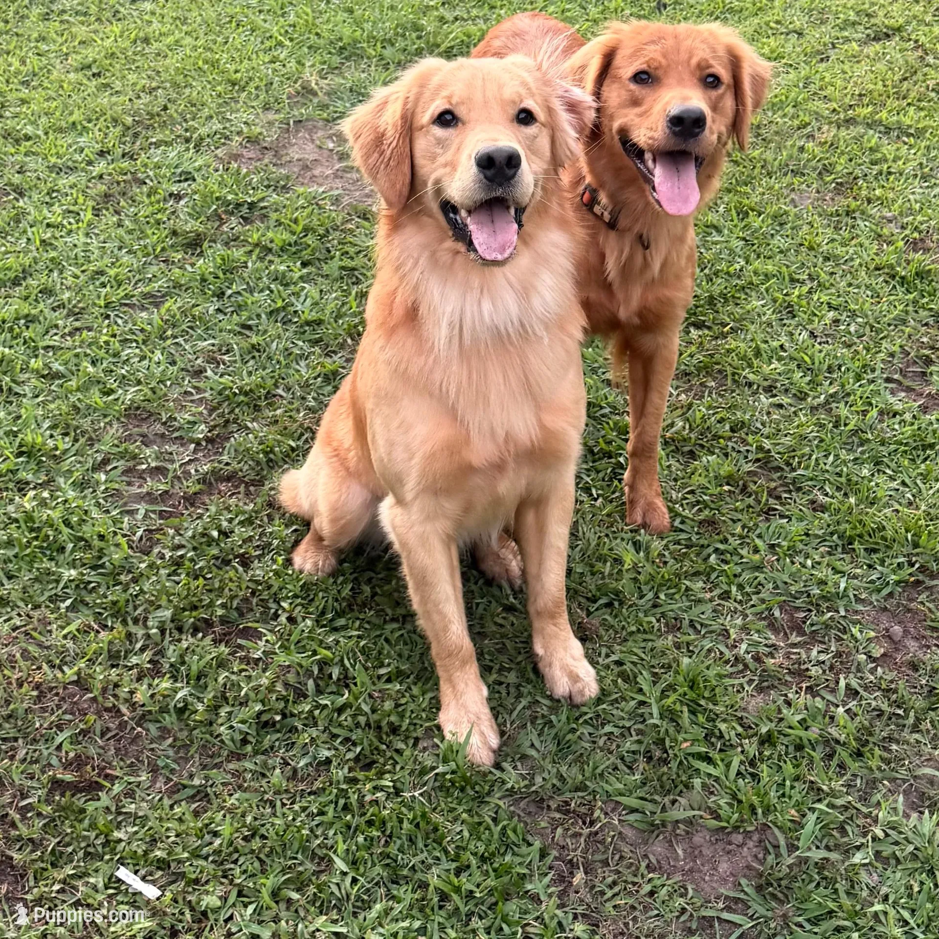 Golden retriever Puppies M/F