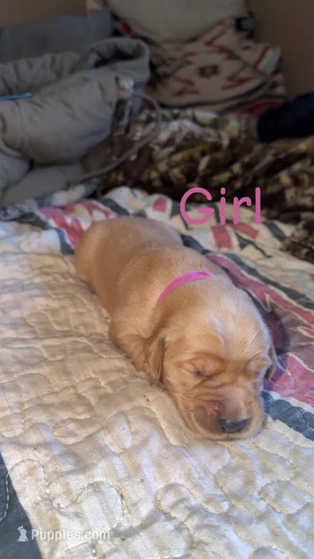 Girl dark pink, a female Golden Retriever for sale in Summerville, SC – Photo 1 of 1