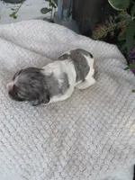 Sophie, a female Cocker Spaniel for sale in Newark, NY – 2 of 6
