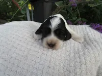 Willow, a female Cocker Spaniel for sale in Newark, NY – 2 of 7