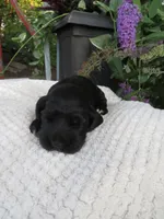 Fawn, a female Cocker Spaniel for sale in Newark, NY – 2 of 6