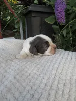Juniper, a male Cocker Spaniel for sale in Newark, NY – 2 of 6