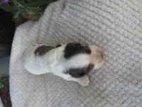 Juniper, a male Cocker Spaniel for sale in Newark, NY – 3 of 6