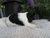 Willow, a female Cocker Spaniel for sale in Newark, NY – 5 of 7