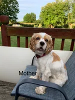 Ivy, a female Cocker Spaniel for sale in Newark, NY – 5 of 6
