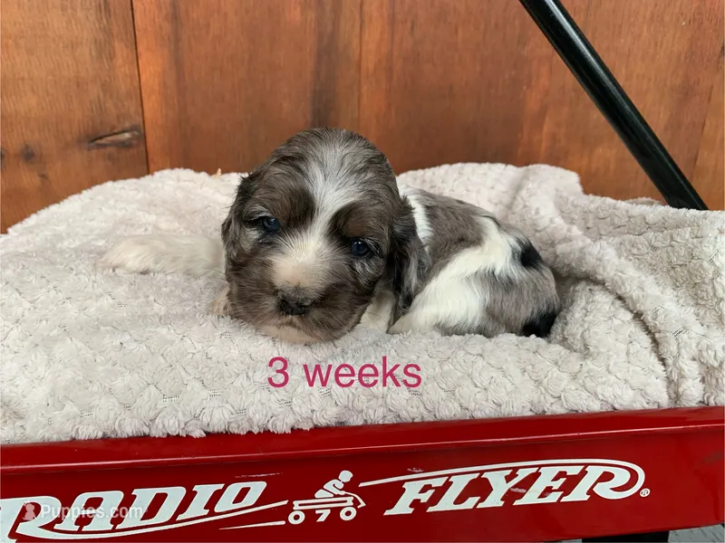 Sophie – Cocker Spaniel puppy for sale in Newark, NY