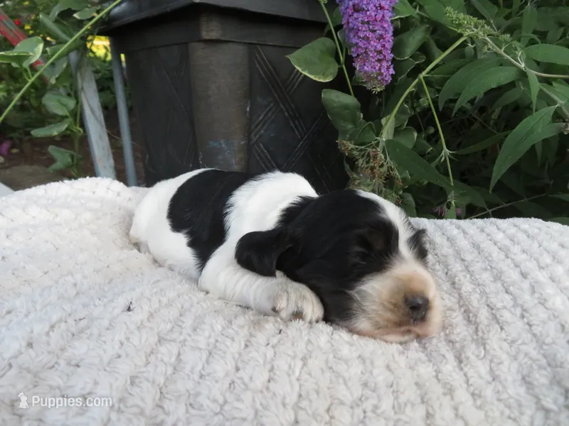 Willow – Cocker Spaniel puppy for sale in Newark, NY