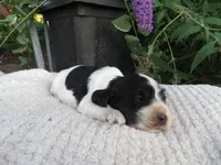 Willow, a female Cocker Spaniel for sale in Newark, NY – 1 of 7