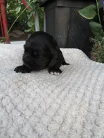 Ivy, a female Cocker Spaniel for sale in Newark, NY – 4 of 6