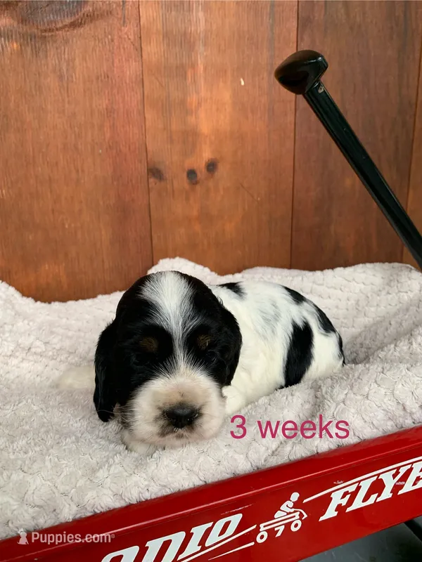 Willow – Cocker Spaniel puppy for sale in Newark, NY