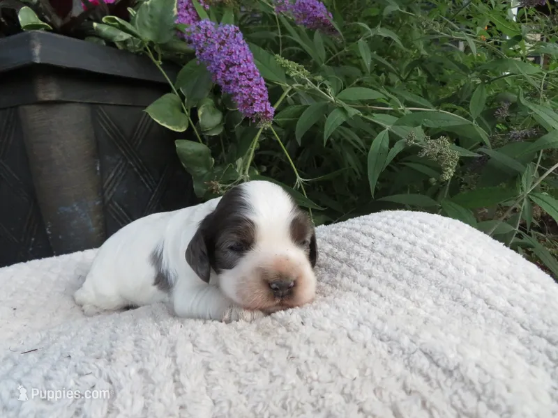 Juniper – Cocker Spaniel puppy on hold in Newark, NY